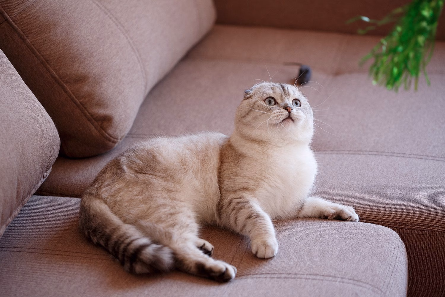 Pet Friendly 1 Sellos Uno x Uno – Pet Friendly