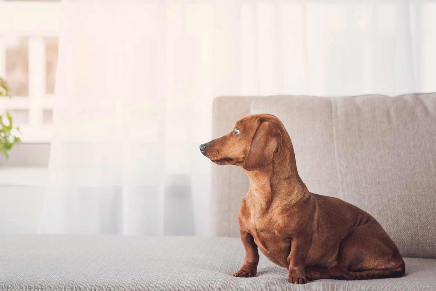 Pet Friendly 2 Sellos Uno x Uno – Pet Friendly