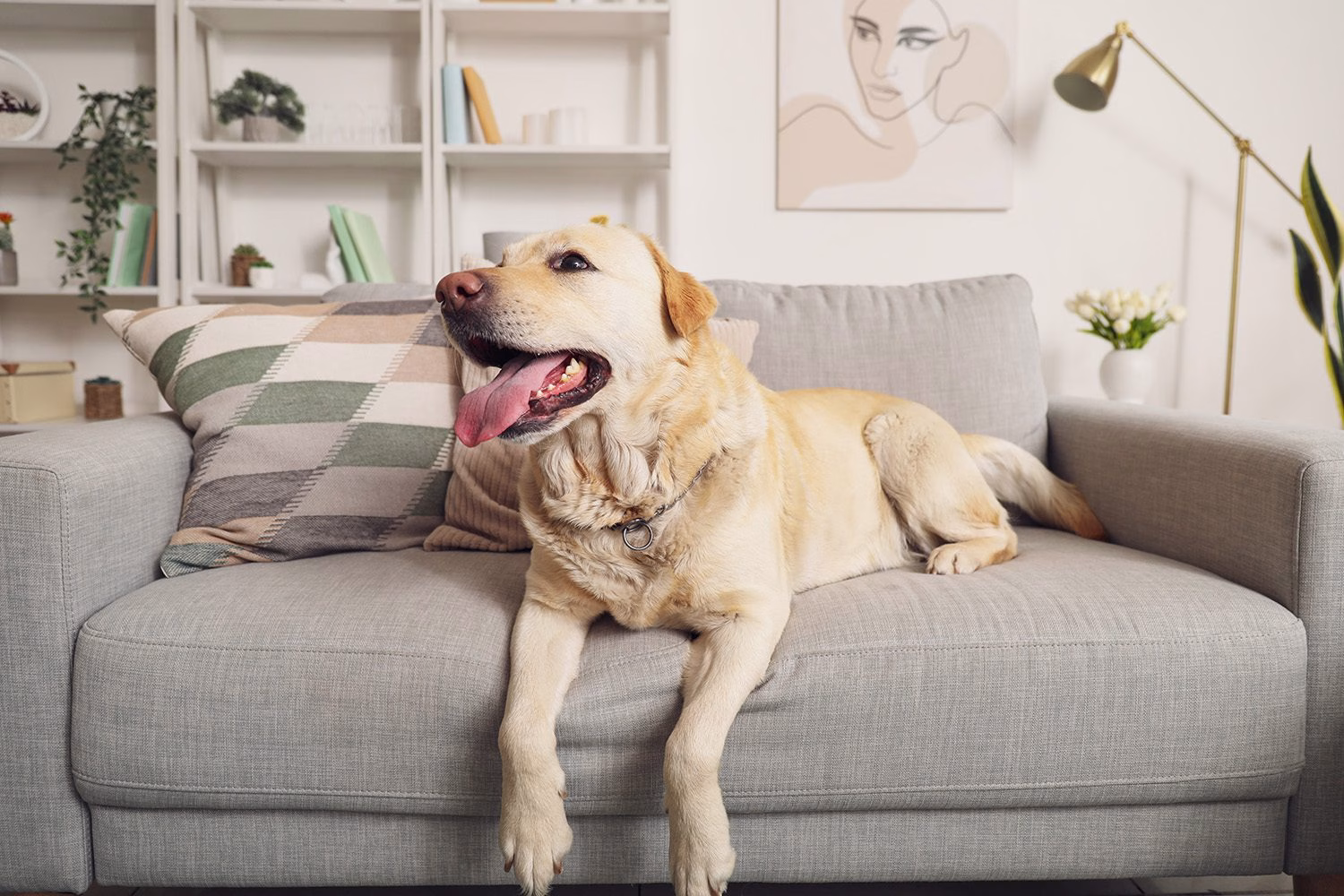 Pet Friendly 3 Sellos Uno x Uno – Pet Friendly
