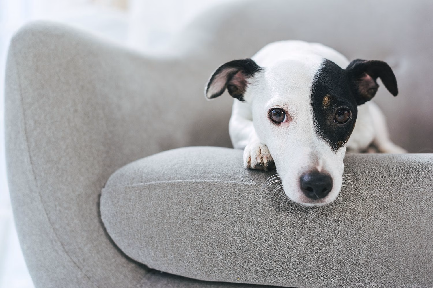 Pet Friendly 4 Sellos Uno x Uno – Pet Friendly