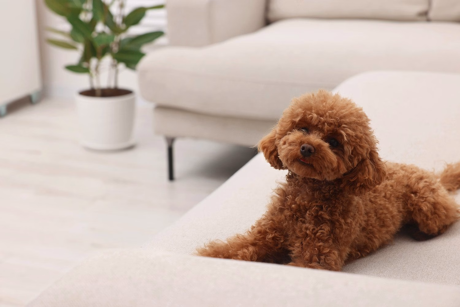 Pet Friendly 5 Sellos Uno x Uno – Pet Friendly