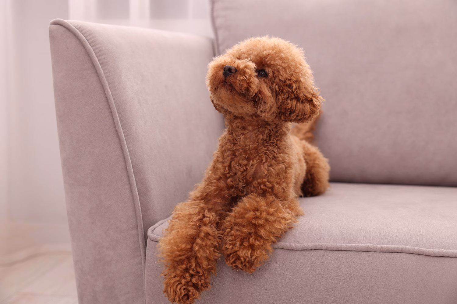 Pet Friendly 7 Sellos Uno x Uno – Pet Friendly