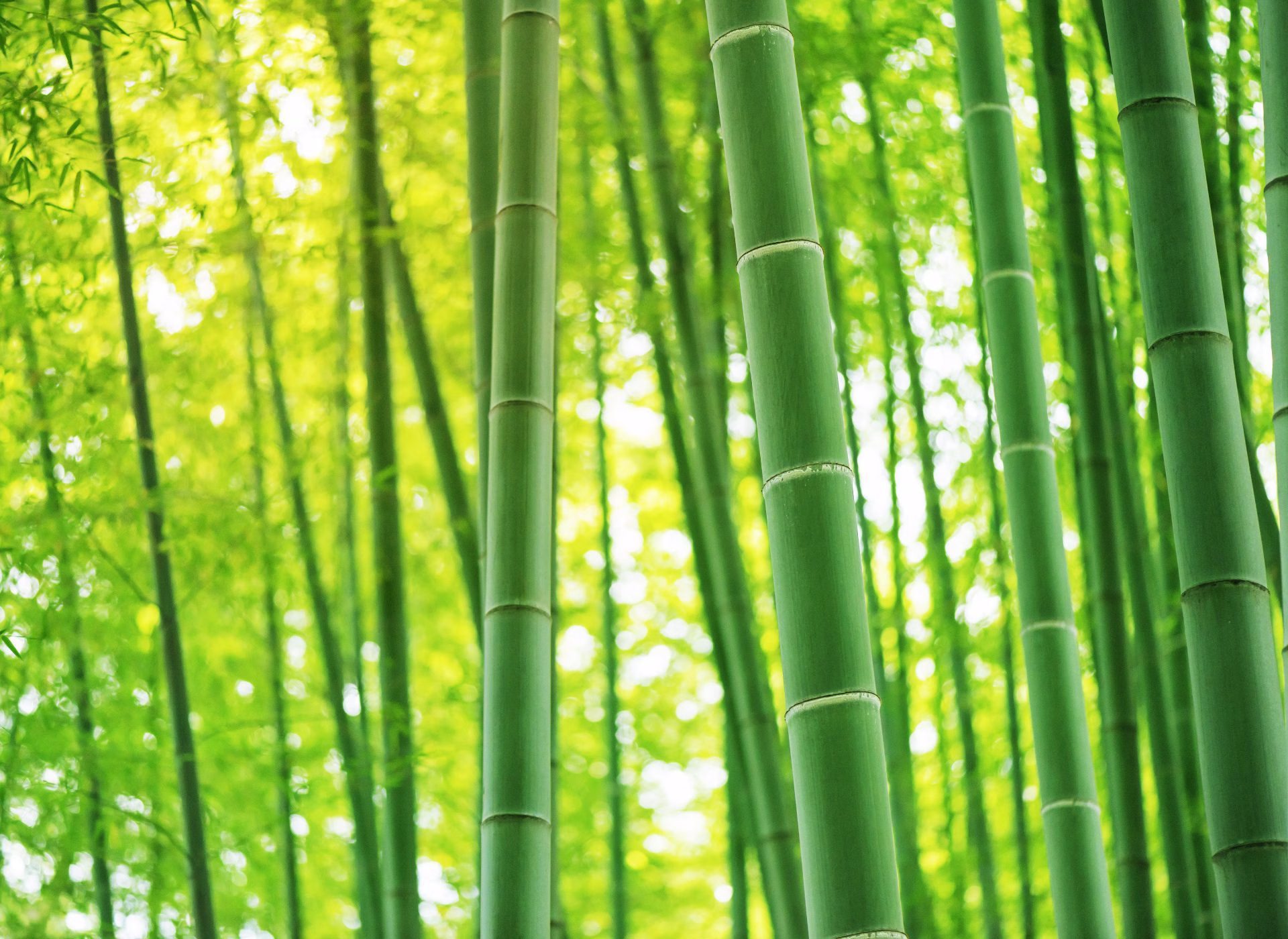 bamboo Telas para colchón